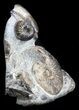 Craspedodiscus Ammonite Cluster - Cyber Monday Special! #34680-2